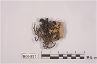 藏品(瘤綿腹衣)的圖片